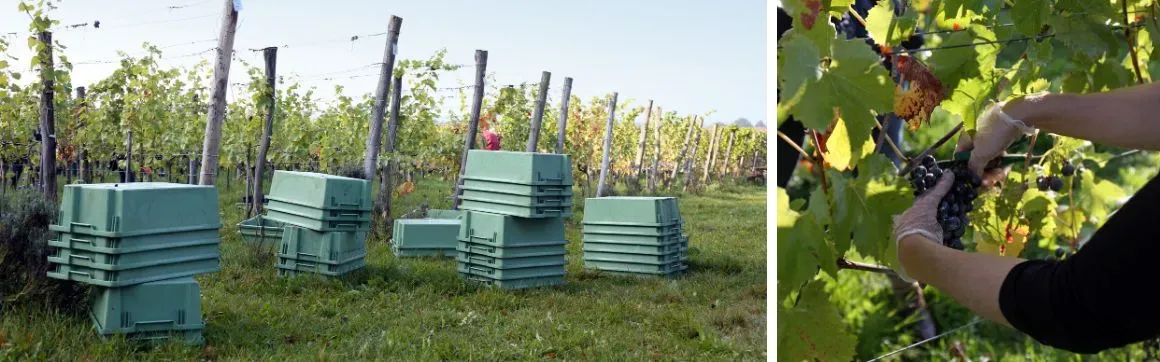 Stack and nest boxes