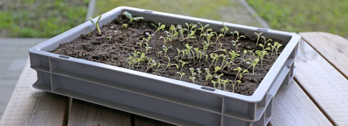 Afbeelding over Fruit and vegetable sector